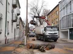Szeged, felújítják, felújítás, Hajnóczy utca, fakivágás, fák, fa
