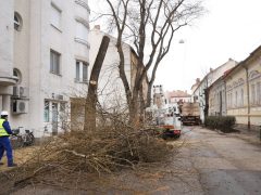Szeged, felújítják, felújítás, Hajnóczy utca, fakivágás, fák, fa