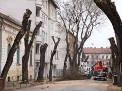 Szeged, felújítják, felújítás, Hajnóczy utca, fakivágás, fák, fa