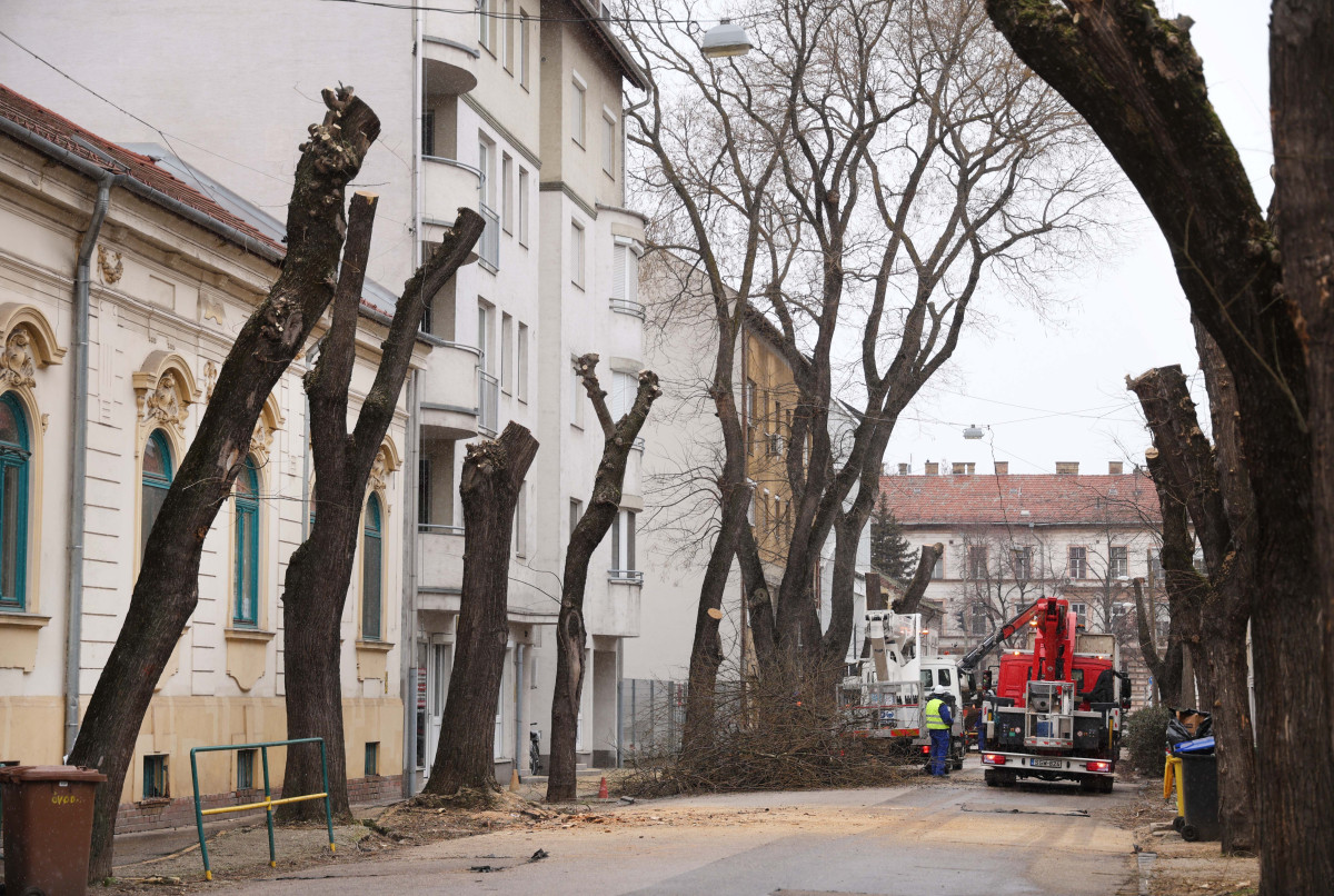 Szeged, felújítják, felújítás, Hajnóczy utca, fakivágás, fák, fa