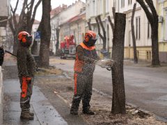 Szeged, felújítják, felújítás, Hajnóczy utca, fakivágás, fák, fa