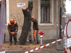 Szeged, felújítják, felújítás, Hajnóczy utca, fakivágás, fák, fa