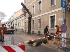 Szeged, felújítják, felújítás, Hajnóczy utca, fakivágás, fák, fa