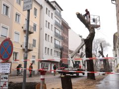 Szeged, felújítják, felújítás, Hajnóczy utca, fakivágás, fák, fa