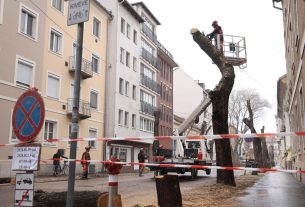 Szeged, felújítják, felújítás, Hajnóczy utca, fakivágás, fák, fa