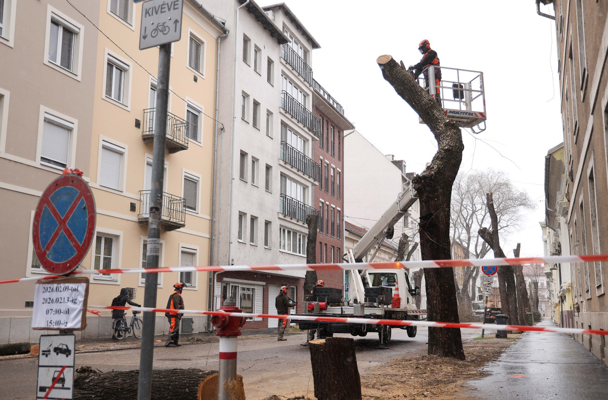 Szeged, felújítják, felújítás, Hajnóczy utca, fakivágás, fák, fa