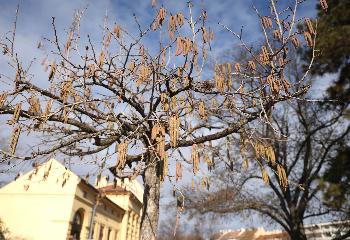 Szeged, mogyorófa, virágzik, virágzás, időjárás, természet, február