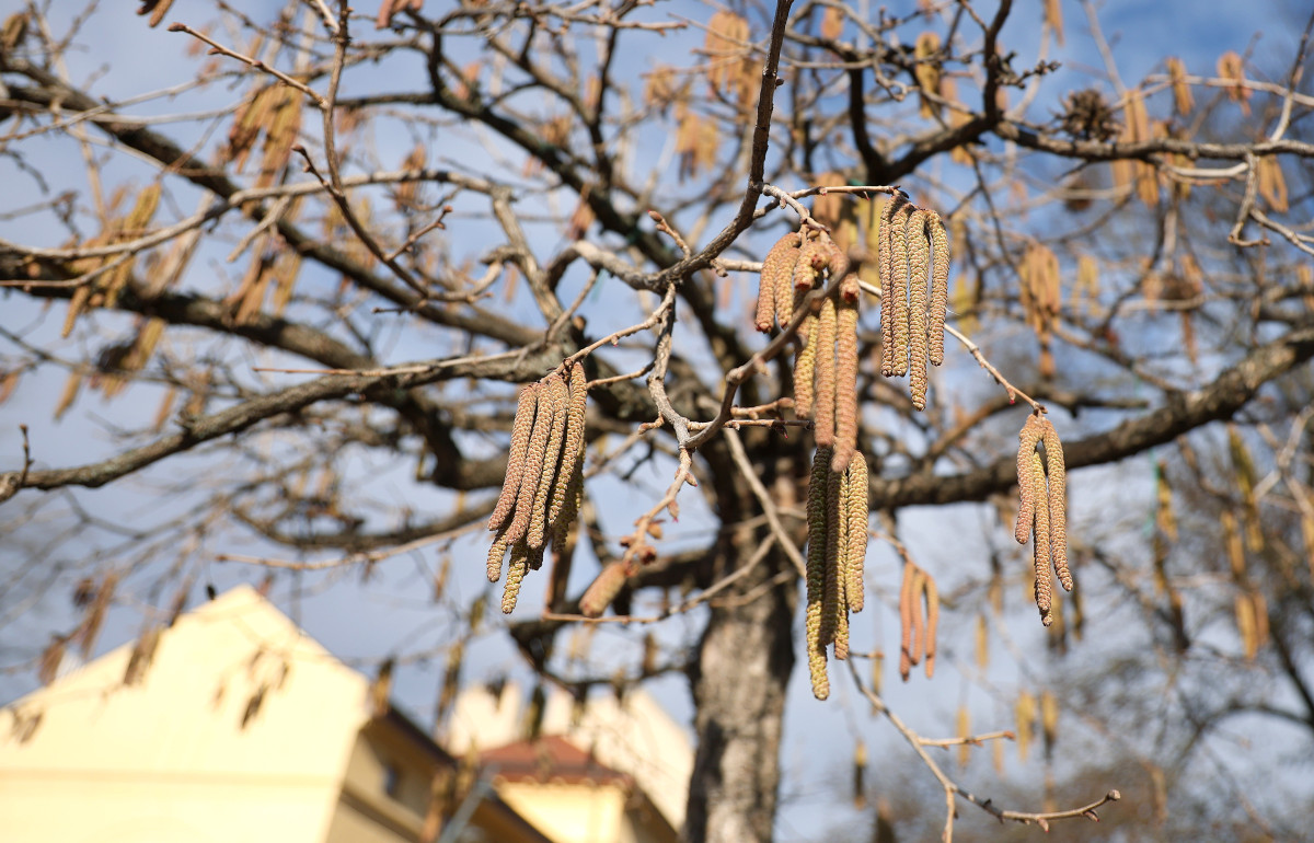Szeged, mogyorófa, virágzik, virágzás, időjárás, természet, február
