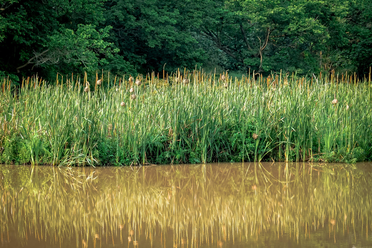 Nádas. Tó. Természet.