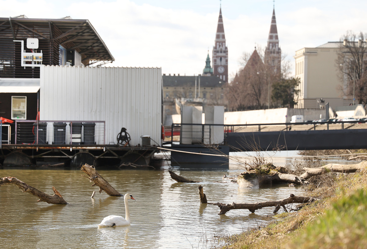 Szeged, hattyú, Tisza, folyó