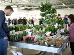 Szeged, városi hősziget-hatás csökkentése, pályázat, CSEMETE, CSEMETE Egyesület, környezetvédelem, Árendás Kertészet, virágkertészet, virág, növény, kertészkedés