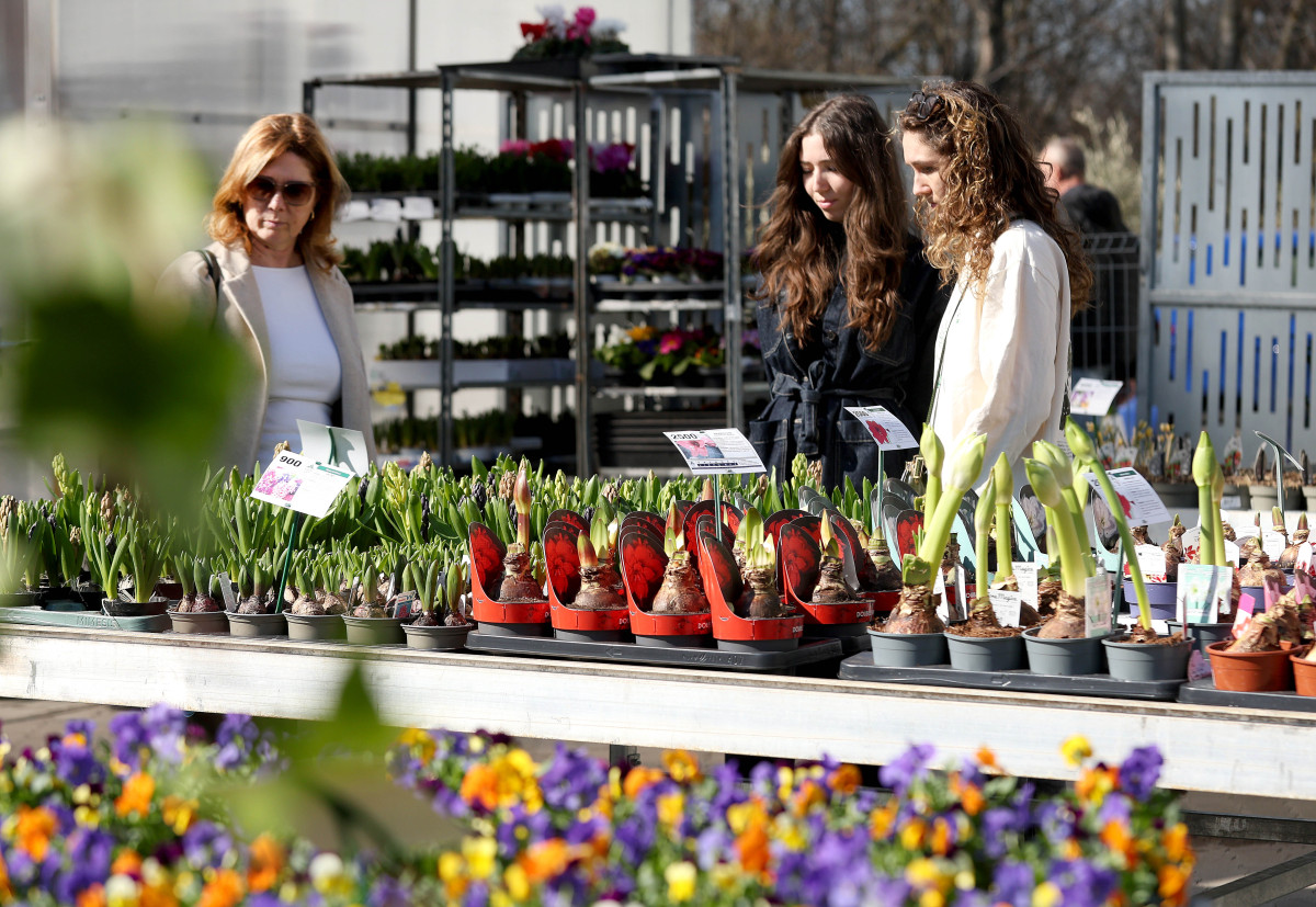 Szeged, városi hősziget-hatás csökkentése, pályázat, CSEMETE, CSEMETE Egyesület, környezetvédelem, Árendás Kertészet, virágkertészet, virág, növény, kertészkedés