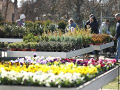 Szeged, városi hősziget-hatás csökkentése, pályázat, CSEMETE, CSEMETE Egyesület, környezetvédelem, Árendás Kertészet, virágkertészet, virág, növény, kertészkedés
