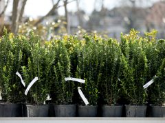 Szeged, városi hősziget-hatás csökkentése, pályázat, CSEMETE, CSEMETE Egyesület, környezetvédelem, Árendás Kertészet, virágkertészet, virág, növény, kertészkedés