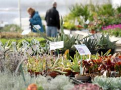 Szeged, városi hősziget-hatás csökkentése, pályázat, CSEMETE, CSEMETE Egyesület, környezetvédelem, Árendás Kertészet, virágkertészet, virág, növény, kertészkedés