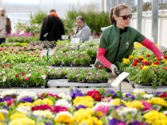 Szeged, városi hősziget-hatás csökkentése, pályázat, CSEMETE, CSEMETE Egyesület, környezetvédelem, Árendás Kertészet, virágkertészet, virág, növény, kertészkedés