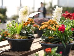 Szeged, városi hősziget-hatás csökkentése, pályázat, CSEMETE, CSEMETE Egyesület, környezetvédelem, Árendás Kertészet, virágkertészet, virág, növény, kertészkedés