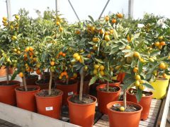 Szeged, városi hősziget-hatás csökkentése, pályázat, CSEMETE, CSEMETE Egyesület, környezetvédelem, Árendás Kertészet, virágkertészet, virág, növény, kertészkedés