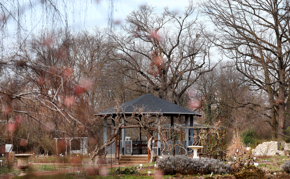 Szeged, március, tavasz, Füvészkert, természet