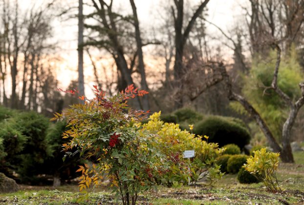 Szeged, március, tavasz, Füvészkert, természet
