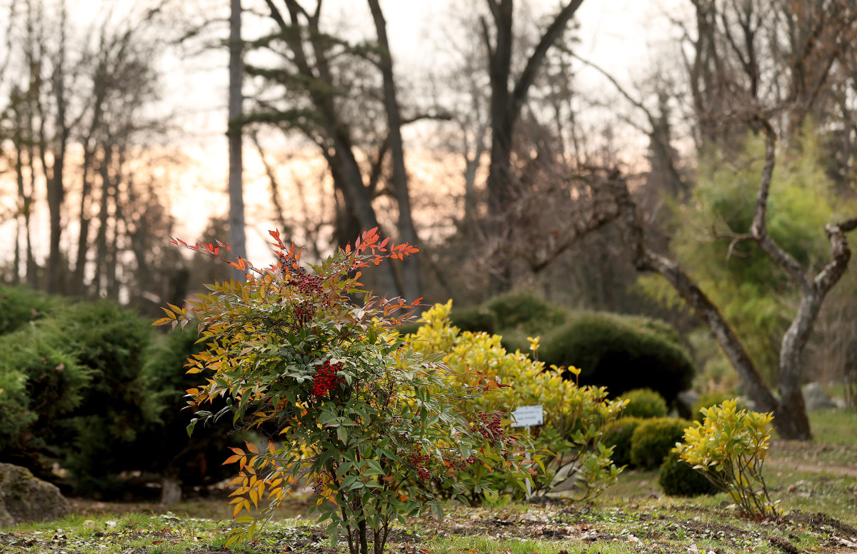 Szeged, március, tavasz, Füvészkert, természet
