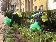 Szeged, tavasz, kertészeti és karbantartási munkálatok, Szegedi Környezetgazdálkodási Kht.