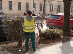 Szeged, tavasz, kertészeti és karbantartási munkálatok, Szegedi Környezetgazdálkodási Kht.