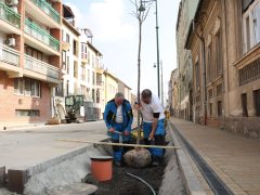 Szeged, zöldítés, fásítás, fa, faültetés, Gogol utca, Zöld város program, Nagy Sándor, Binszki József