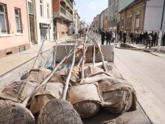 Szeged, zöldítés, fásítás, fa, faültetés, Gogol utca, Zöld város program, Nagy Sándor, Binszki József