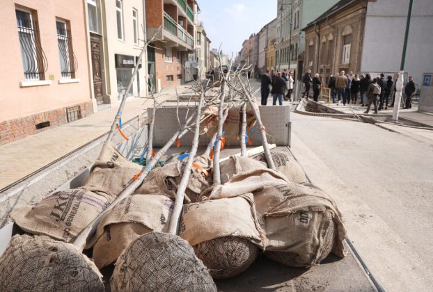 Szeged, zöldítés, fásítás, fa, faültetés, Gogol utca, Zöld város program, Nagy Sándor, Binszki József
