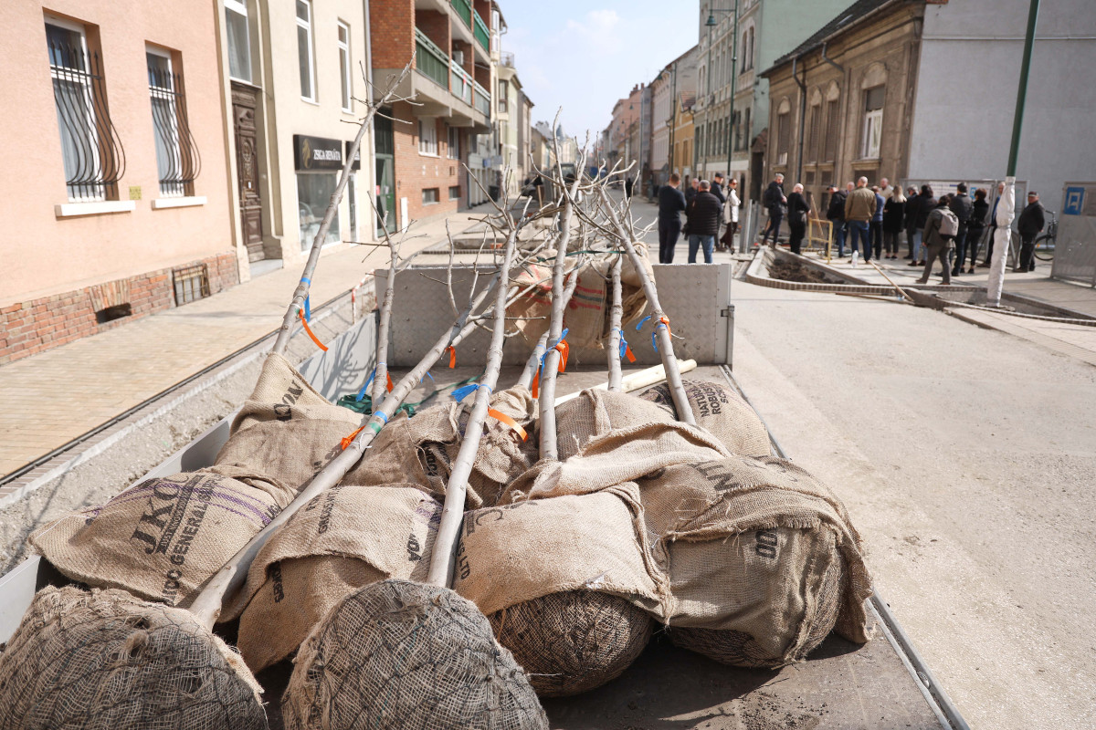 Szeged, zöldítés, fásítás, fa, faültetés, Gogol utca, Zöld város program, Nagy Sándor, Binszki József