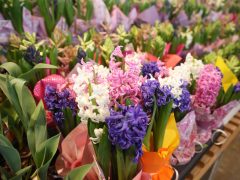 Szeged, virág, Nőnap, Mars téri piac