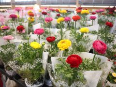 Szeged, virág, Nőnap, Mars téri piac