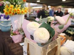 Szeged, virág, Nőnap, Mars téri piac