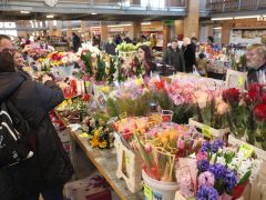 Szeged, virág, Nőnap, Mars téri piac