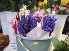 Szeged, virág, Nőnap, Mars téri piac