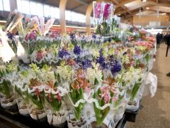 Szeged, virág, Nőnap, Mars téri piac