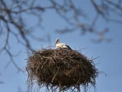 Szeged, március 12., tavasz, megérkezett, gólya, Vadkerti tér, fészek