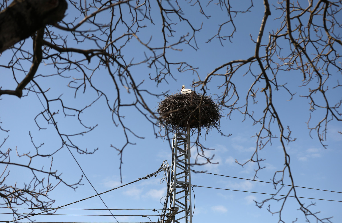 Szeged, március 12., tavasz, megérkezett, gólya, Vadkerti tér, fészek