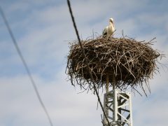 Szeged, március 12., tavasz, megérkezett, gólya, Vadkerti tér, fészek