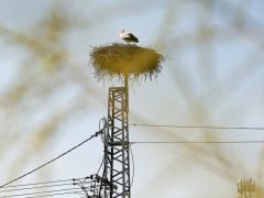 Szeged, március 12., tavasz, megérkezett, gólya, Vadkerti tér, fészek