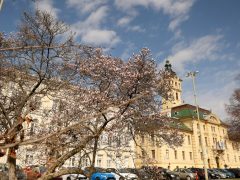 Szeged, március 12., virágzik, magnólia fa, tavasz, Széchenyi tér