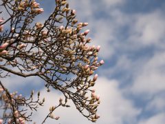 Szeged, március 12., virágzik, magnólia fa, tavasz, Széchenyi tér