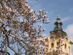 Szeged, március 12., virágzik, magnólia fa, tavasz, Széchenyi tér