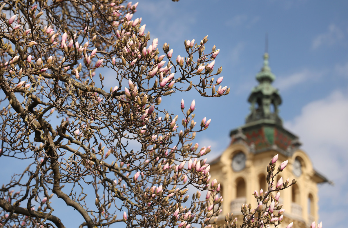 Szeged, március 12., virágzik, magnólia fa, tavasz, Széchenyi tér