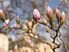 Szeged, március 12., virágzik, magnólia fa, tavasz, Széchenyi tér