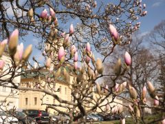 Szeged, március 12., virágzik, magnólia fa, tavasz, Széchenyi tér