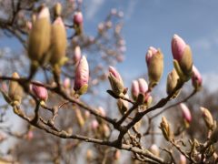 Szeged, március 12., virágzik, magnólia fa, tavasz, Széchenyi tér