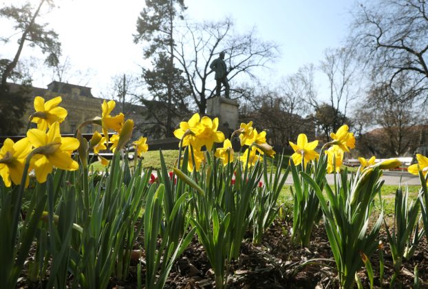 Szeged, tavasz, virágok, Széchenyi tér, időjárás, március