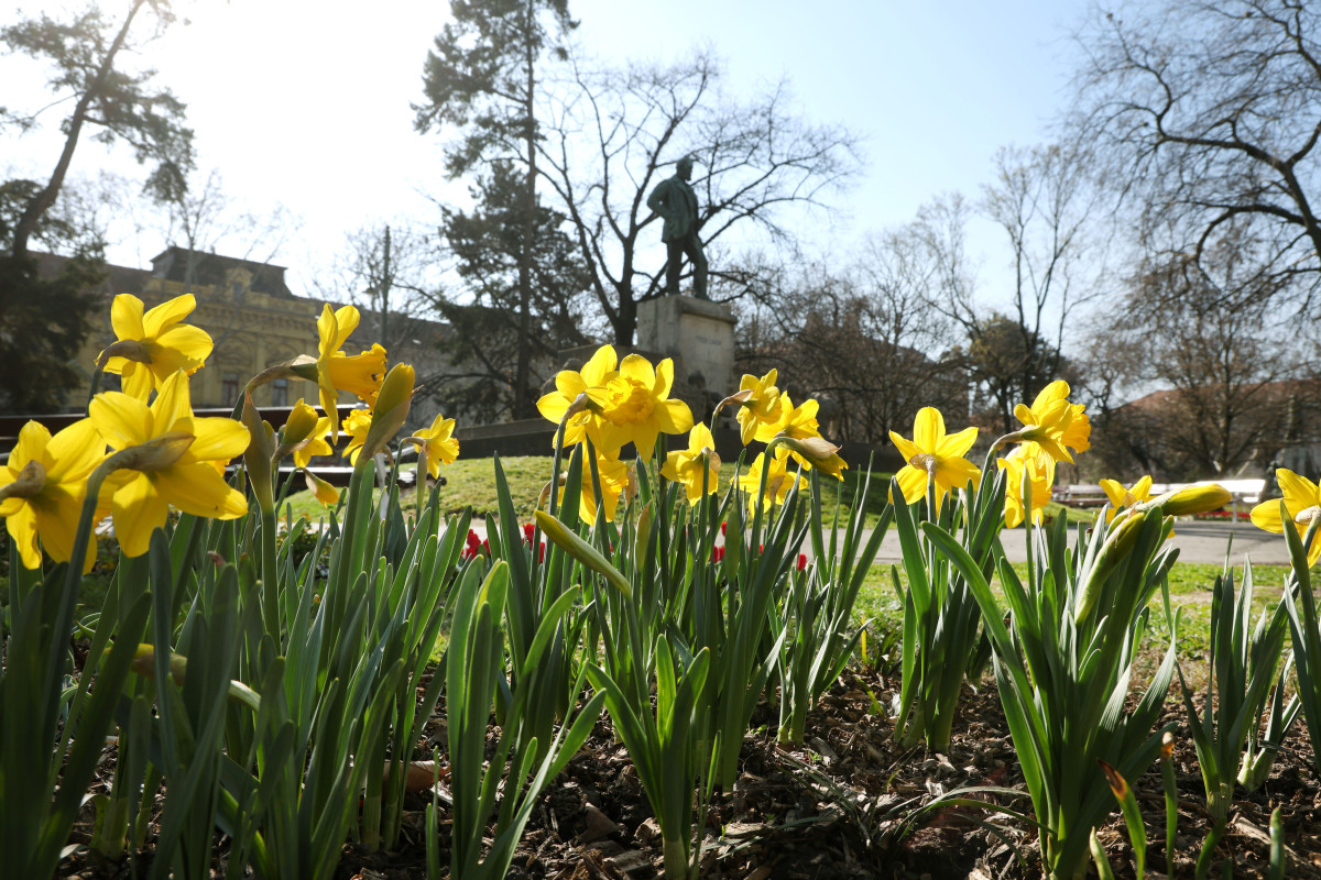 Szeged, tavasz, virágok, Széchenyi tér, időjárás, március